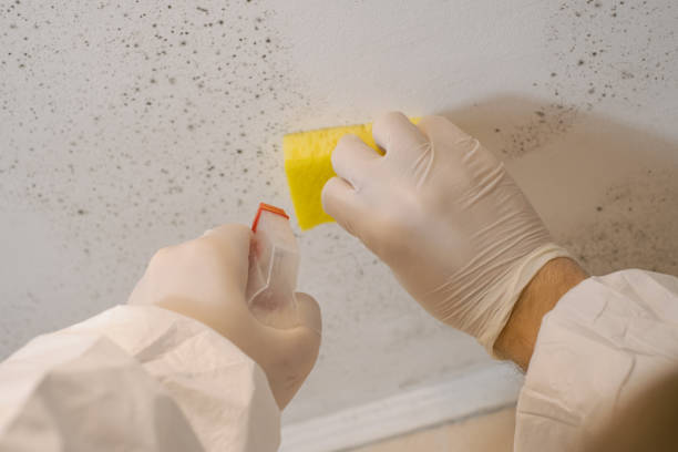 Best Basement Mold Removal  in Daytona Beach Shores, FL